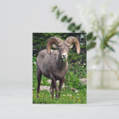 Ram Weiden Postkarte (Stehend Vorderseite)