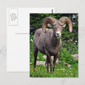 Ram Weiden Postkarte (Vorne/Hinten)