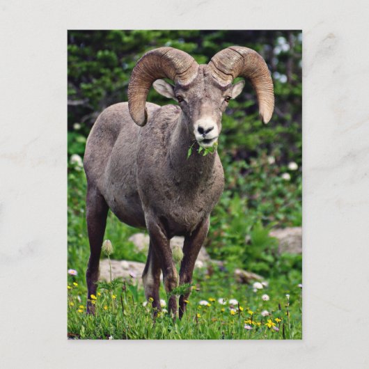 Ram Weiden Postkarte (Vorderseite)