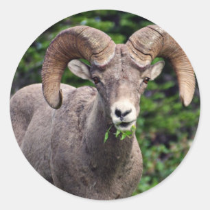 Ram Weiden Runder Aufkleber