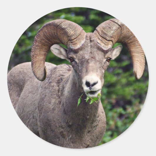 Ram Weiden Runder Aufkleber (Vorderseite)