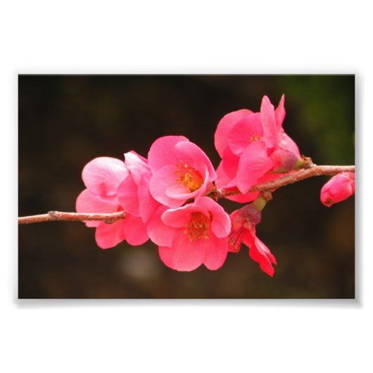 Rama con hermosas flores fotodruck (Vorne)