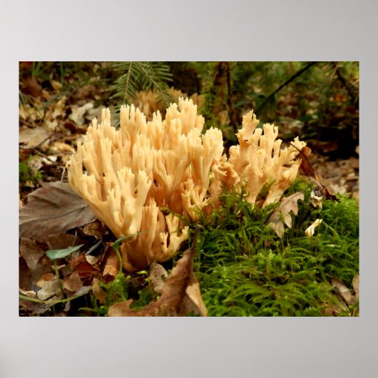 Ramaria stricta Fungi Poster (Vorne)