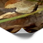 Ramaria stricta Fungi Poster (Ecke)