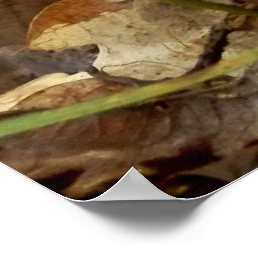 Ramaria stricta Fungi Poster (Ecke)