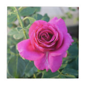 Rambling Rose Keramik Tile Fliese (Vorderseite)