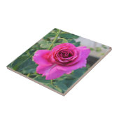 Rambling Rose Keramik Tile Fliese (Seite)