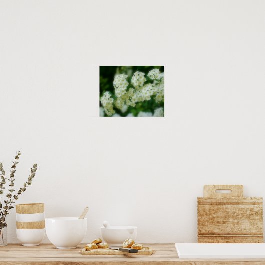 Rambling Wild White Roses Poster (Küche)
