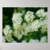 Rambling Wild White Roses Poster (Vorne)