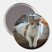 Rambo - Orange Kitty Magnet (Vorderseite/Rückseite)