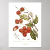 Rambutan Poster (Vorne)
