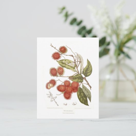 Rambutan Postkarte (Stehend Vorderseite)