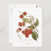 Rambutan Postkarte (Vorne/Hinten)