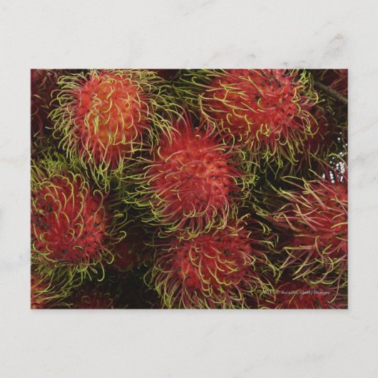 Rambutan Postkarte (Vorderseite)
