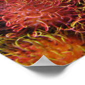 Rambutan Tropical Fruit Poster (Ecke)
