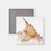 Ramose Murex (Chicoreus ramosus) Muschel gegen Magnet (Vorderseite/Rückseite)
