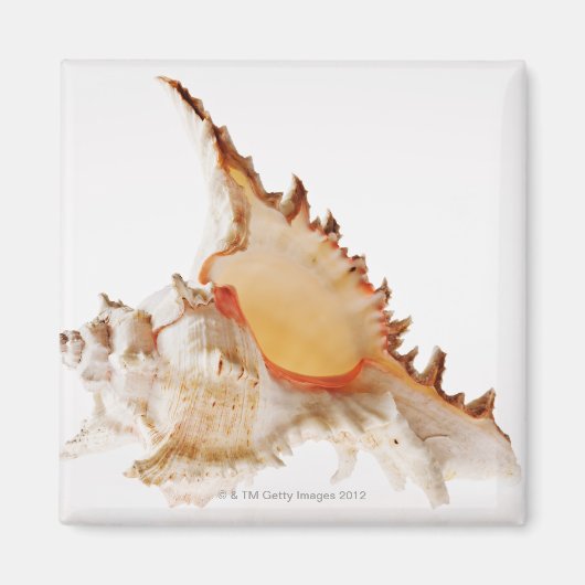 Ramose Murex (Chicoreus ramosus) Muschel gegen Magnet (Vorne)
