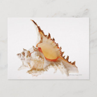 Ramose Murex (Chicoreus ramosus) Muschel gegen Postkarte