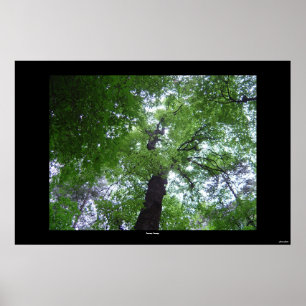 Ramsey Canopy Poster