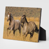 Ranch auf der Ranch von Ponderosa Fotoplatte (Seite)