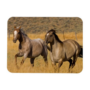 Ranch auf der Ranch von Ponderosa Magnet