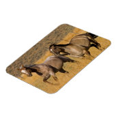 Ranch auf der Ranch von Ponderosa Magnet (Linke Seite)