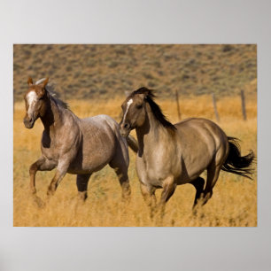 Ranch auf der Ranch von Ponderosa Poster