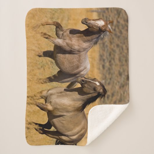 Ranch auf der Ranch von Ponderosa Sherpadecke (Vorderseite)