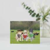 Ranch Hand - arbeitende Katzen Postkarte (Stehend Vorderseite)