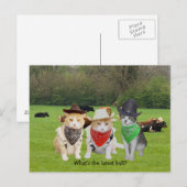 Ranch Hand - arbeitende Katzen Postkarte (Vorne/Hinten)
