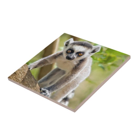 Rändellemmchen Fliese (Seite)