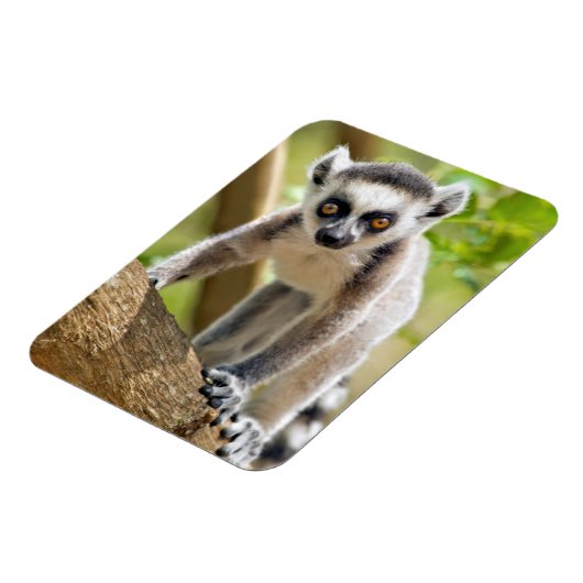 Rändellemmchen Magnet (Linke Seite)