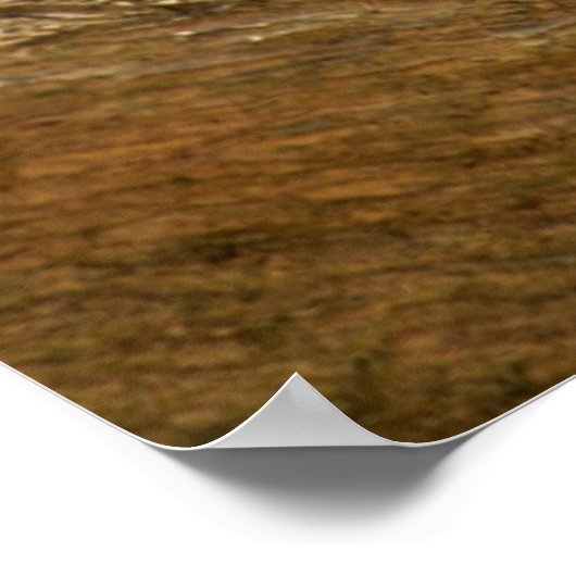 Rändellemmchen Poster (Ecke)