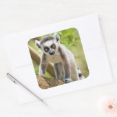 Rändellemmchen Quadratischer Aufkleber (Umschlag)