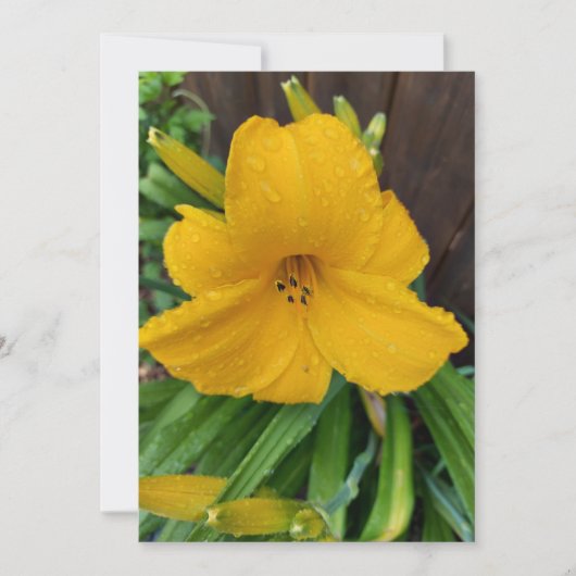 Ränder auf einer gelben lilafarbenen Blume (Vorderseite)