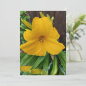 Ränder auf einer gelben lilafarbenen Blume (Stehend Vorderseite)