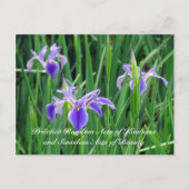 Random Act of Kindess Postcard - Lila Iris Postkarte (Vorderseite)