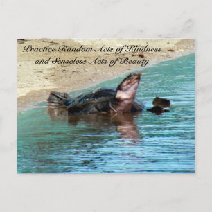 Random Act of Kindess Postcard - Soft Muschel Turt Postkarte