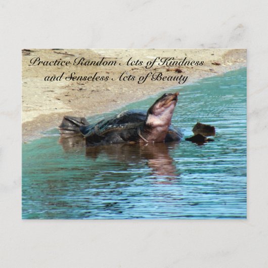 Random Act of Kindess Postcard - Soft Muschel Turt Postkarte (Vorderseite)