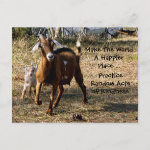 Random Acts of Kindness Postcard (Adorable Goats) Postkarte