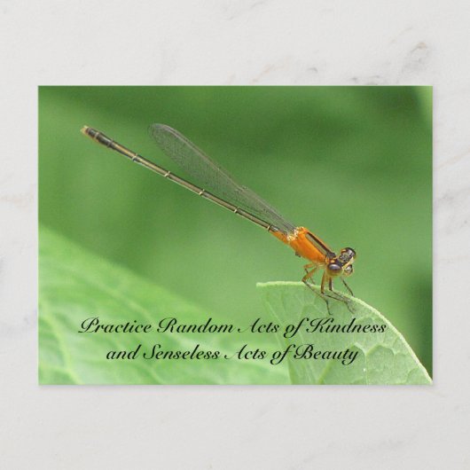 Random Acts of Kindness Postcard - Damselfly Postkarte (Vorderseite)