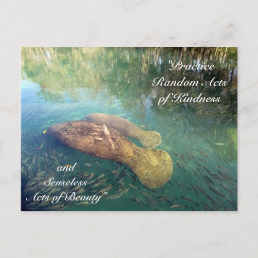 Random Acts of Kindness Postcard - Manatee Postkarte (Vorderseite)