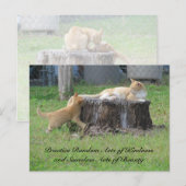Random Acts of Kindness Postcard - Momma Kitty Postkarte (Vorne/Hinten)