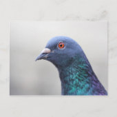 Random Pigeon Postkarte (Vorderseite)
