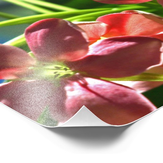 Rangoon-Strampler blüht Fotodruck (Ecke)