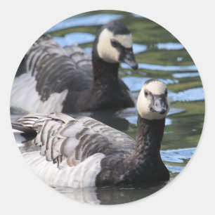 Rankenfußkrebs-Duo Runder Aufkleber