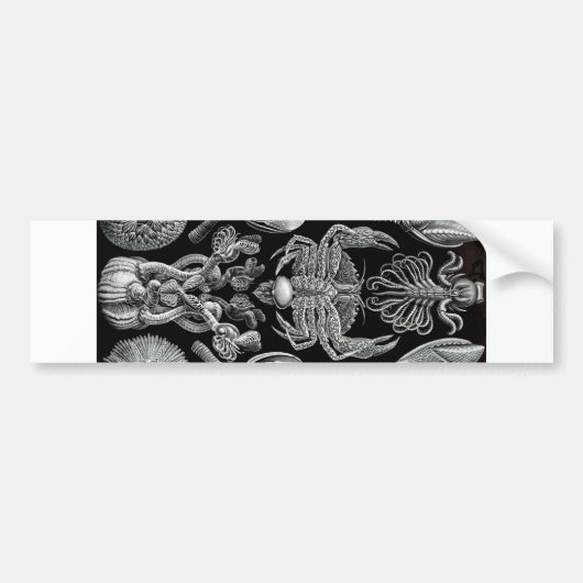 Rankenfußkrebse Autoaufkleber (Vorne)