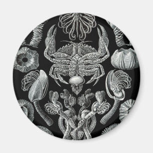 Rankenfußkrebse Magnet