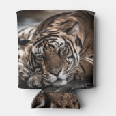 Ranthambourtiger: nah-up fine art. dosenkühler (Rückseite)