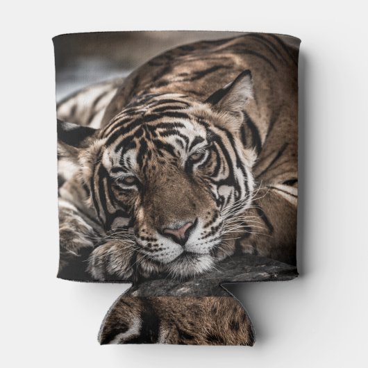 Ranthambourtiger: nah-up fine art. dosenkühler (Rückseite)